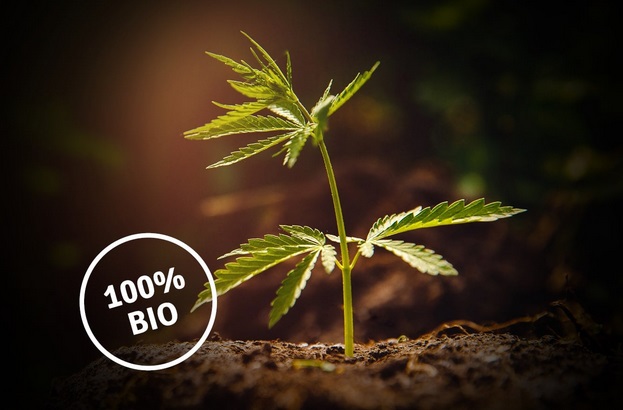 Hanfgarten Shop, CBD Produkte, Bio Hanfprodukte, cannabis, cannabispflanze, cannabis shop, cbd shop, cbd &ouml;l, cbd kapseln, hanf, hanf shop, cbd bl&uuml;ten, cbd bl&uuml;ten shop, hanfpflanze kaufen, hanfpflanzen shop, grinder, hanfsamen, deeplink, anbau, growboxen, grow zubeh&ouml;r, gutscheine